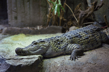 Alligator4 - School Trips to the Outer Banks