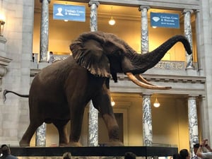 Natural History Museum