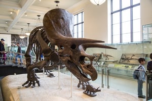 american-museum-of-natural-history-1468400661PKi